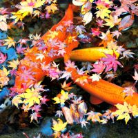 koi pond extend season