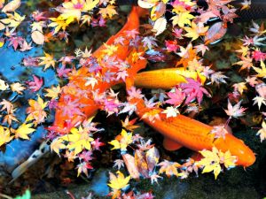 koi pond extend season